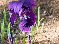 0004 Iris in bloom